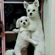 코덕이면머하겠노