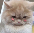 윤토끼