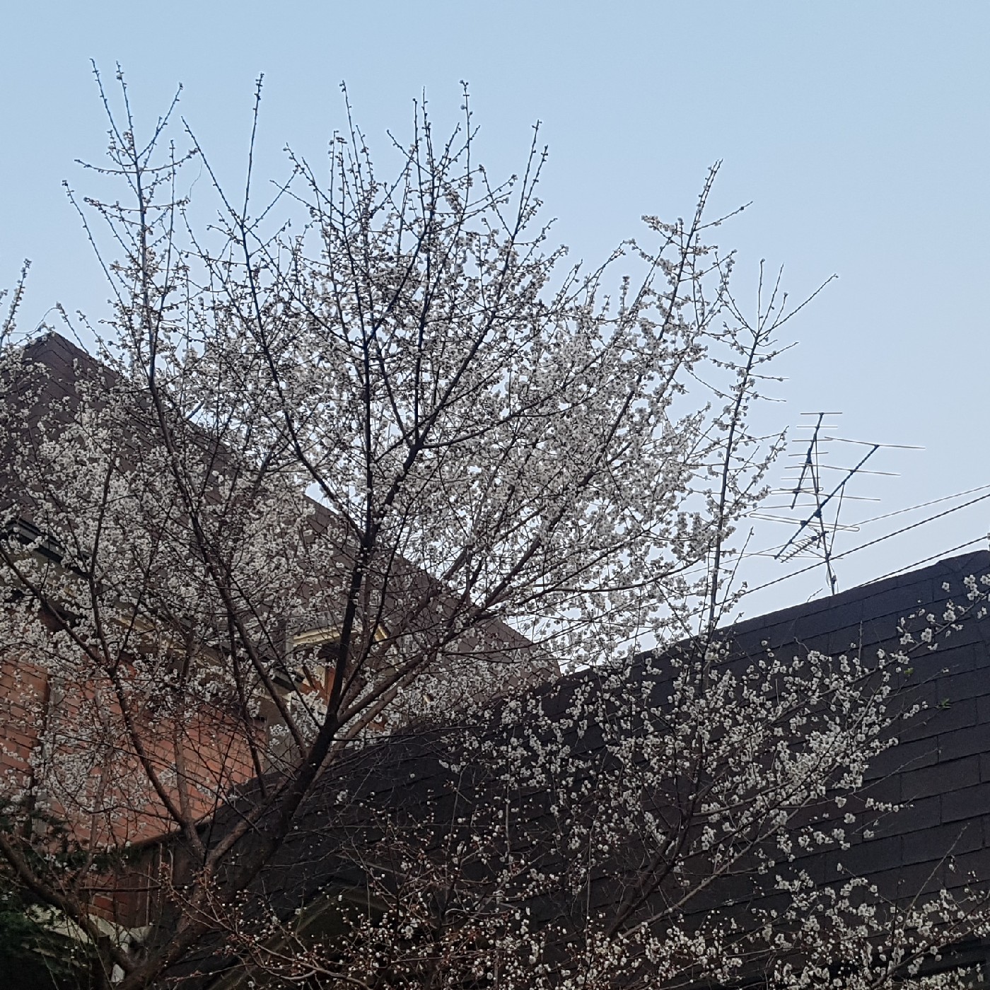actresshe 프로필