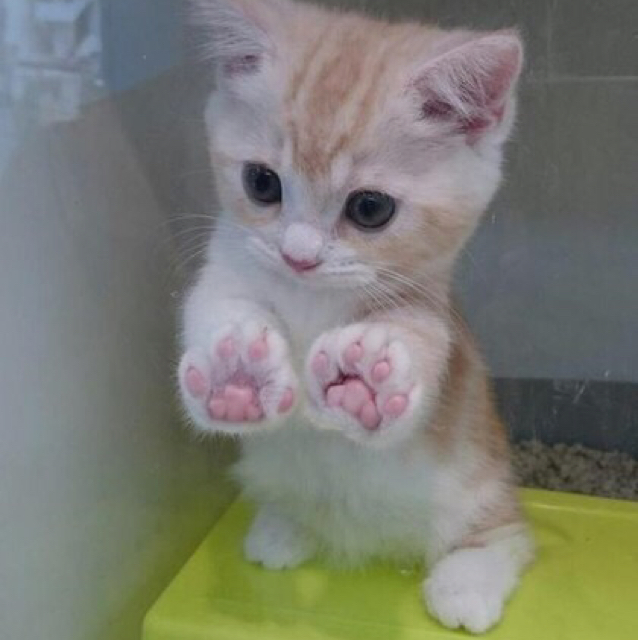 토로로19 프로필
