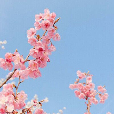 벚꽃놀이 프로필