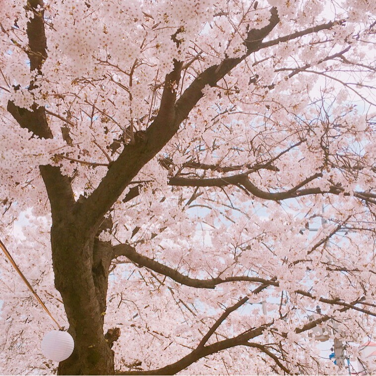바지사장 프로필