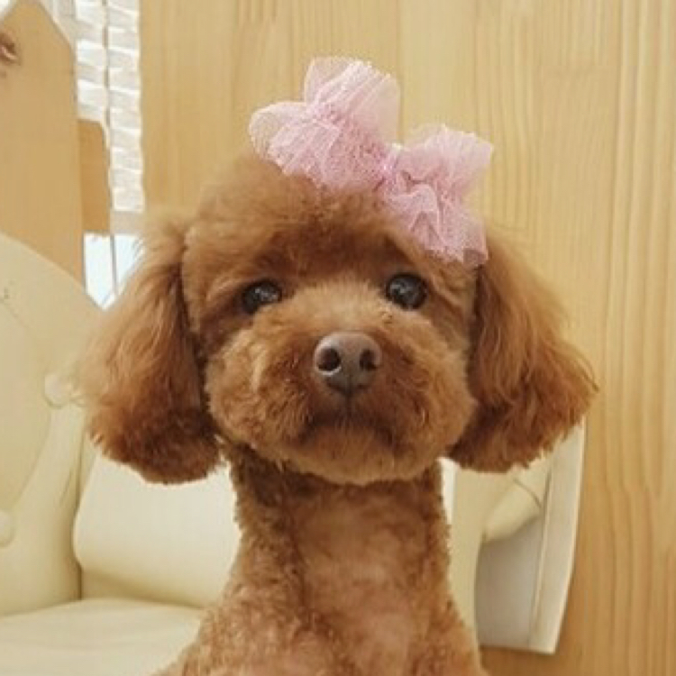 앵두마미 프로필