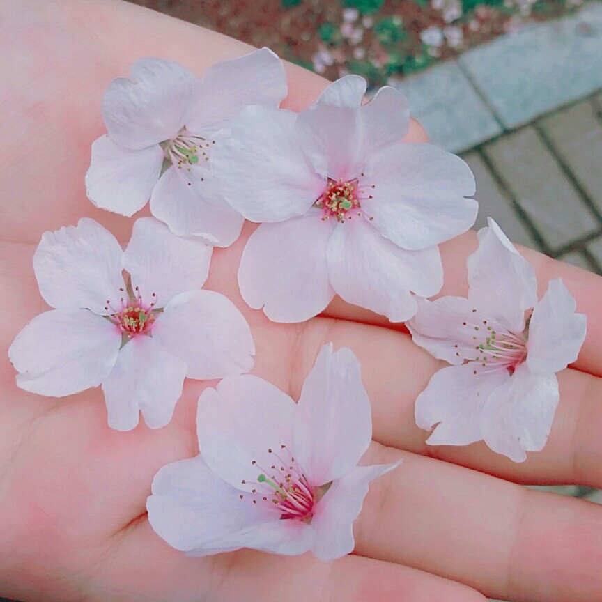 팬더애봉 프로필