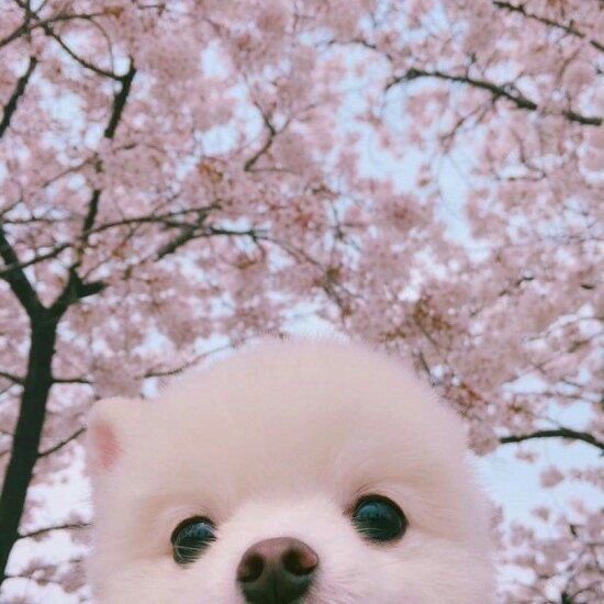 햄토리겅 프로필