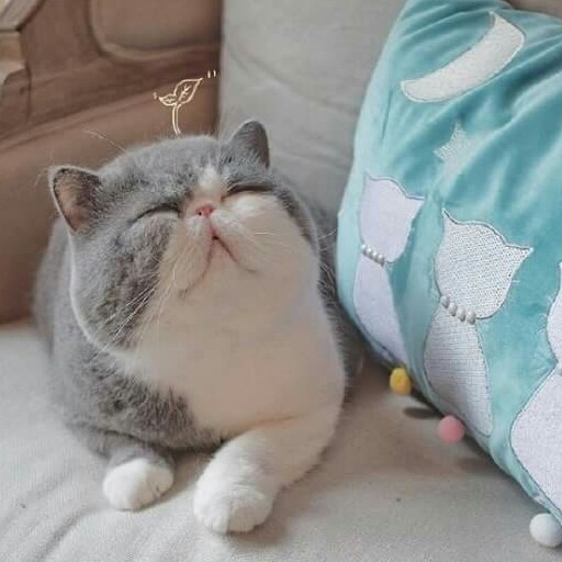 꺄릇 프로필