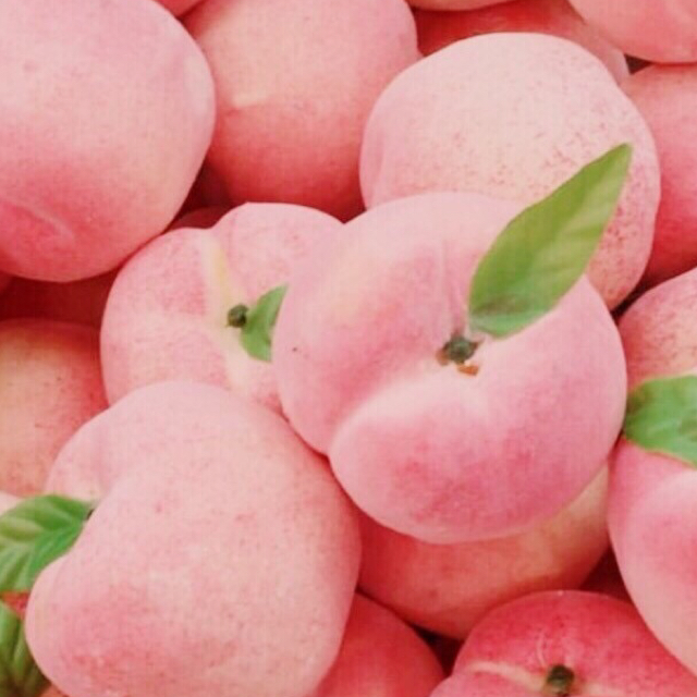 복쑹이 프로필