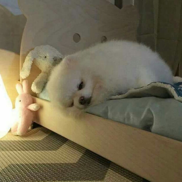살궁남뭉 프로필
