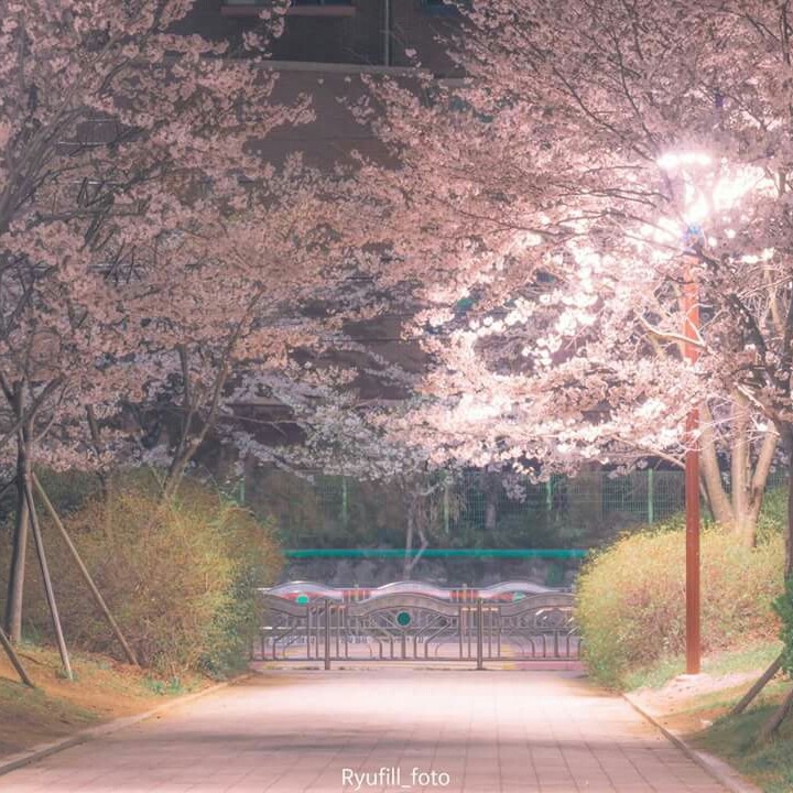 부라리 프로필