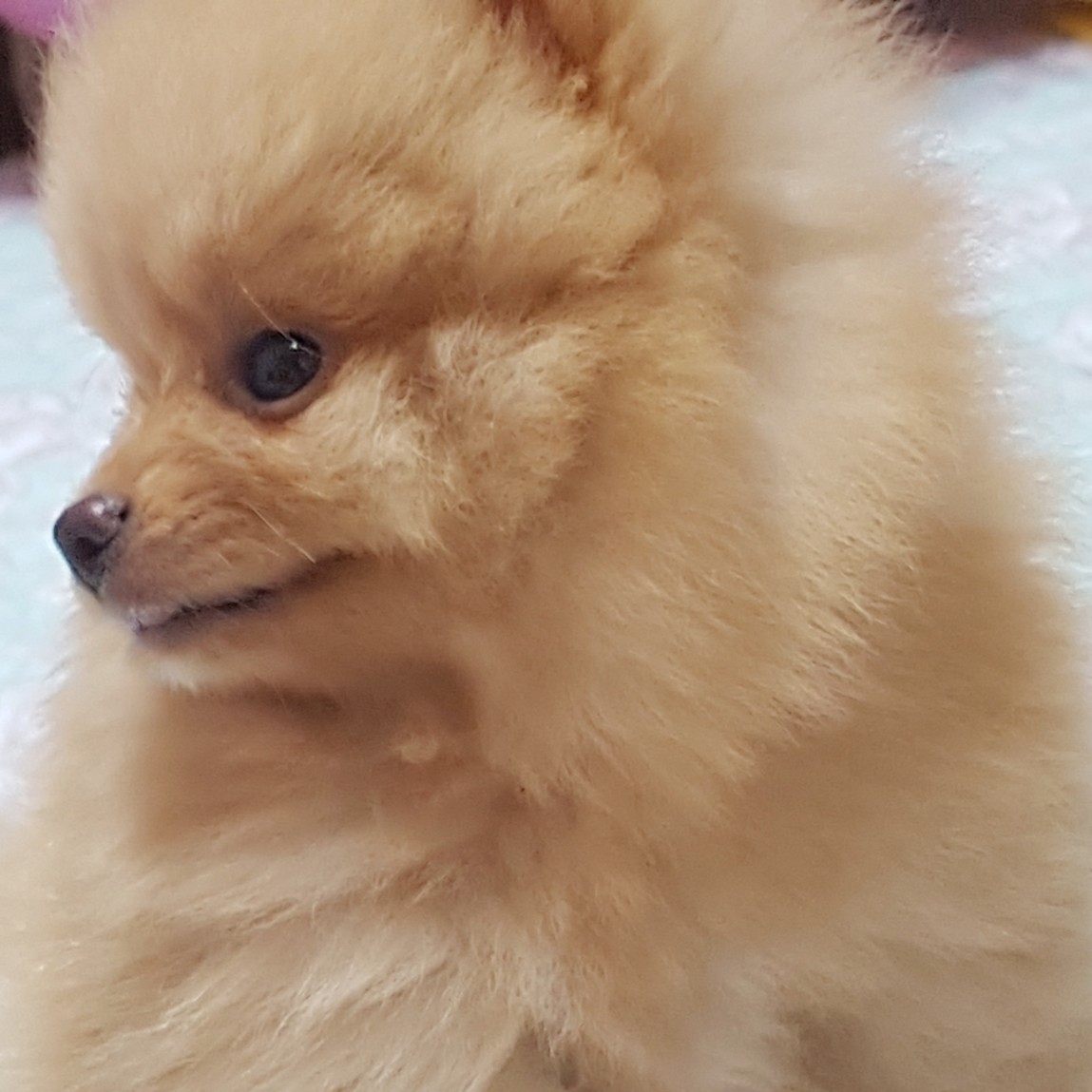 브끙 프로필