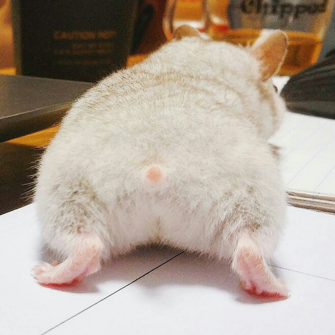 ssoD 프로필