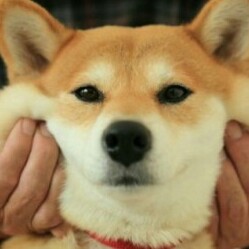 다링이 프로필