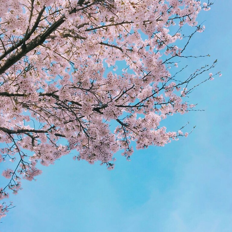 다봉츄 프로필