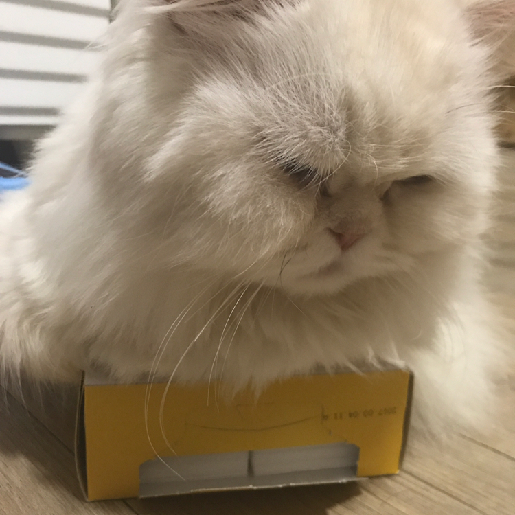 흰돌이네 프로필