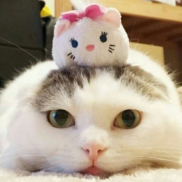 이볼 프로필