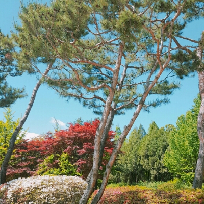 버둘두 프로필
