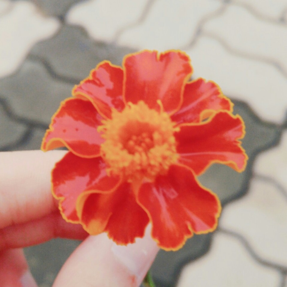 충동구맹 프로필
