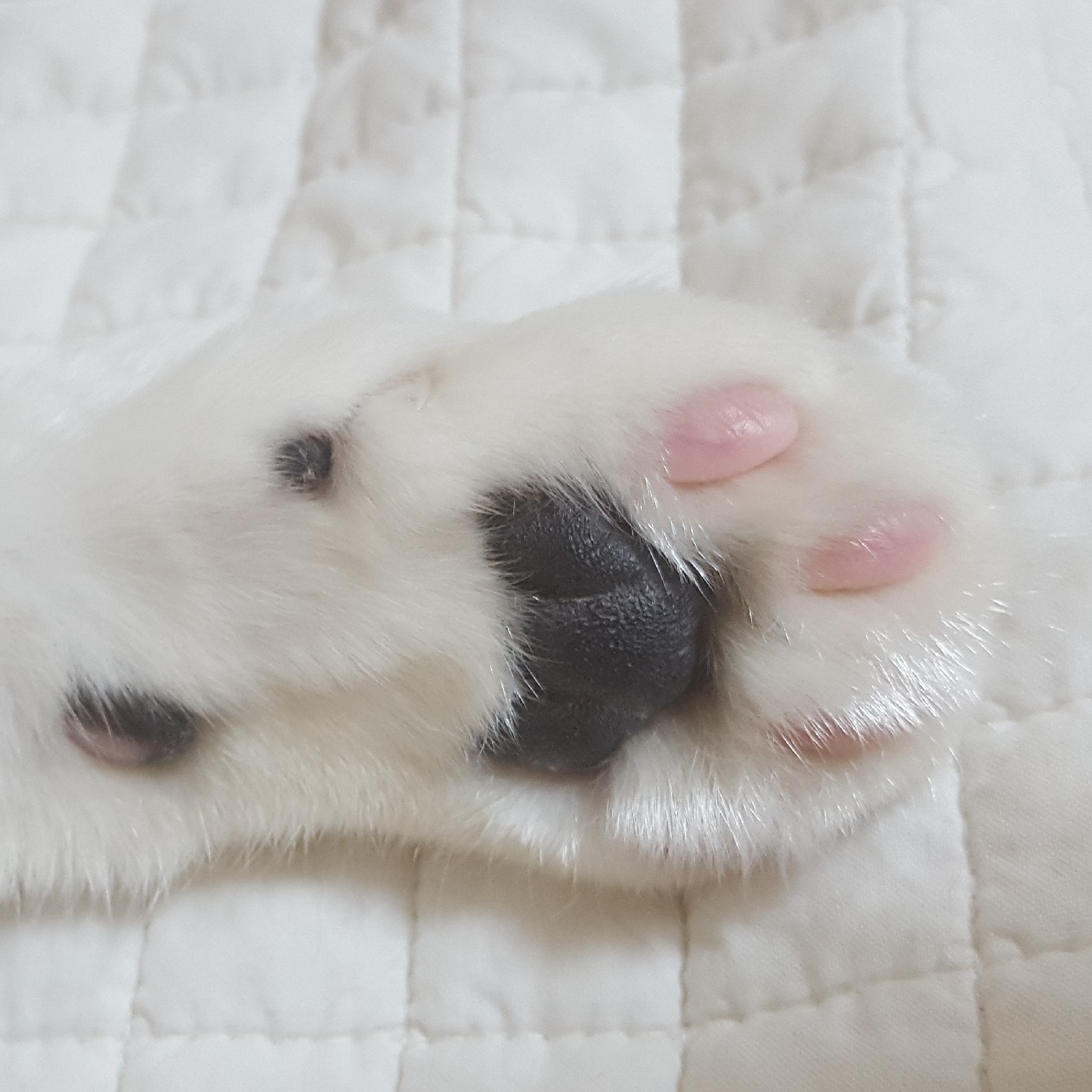 빵봉순이 프로필