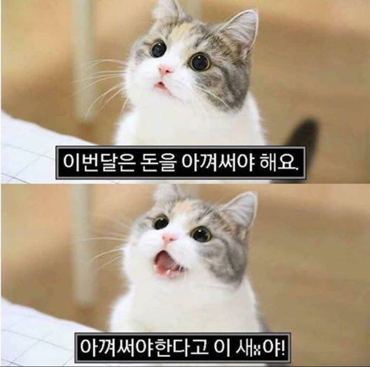 호얌쓰 프로필