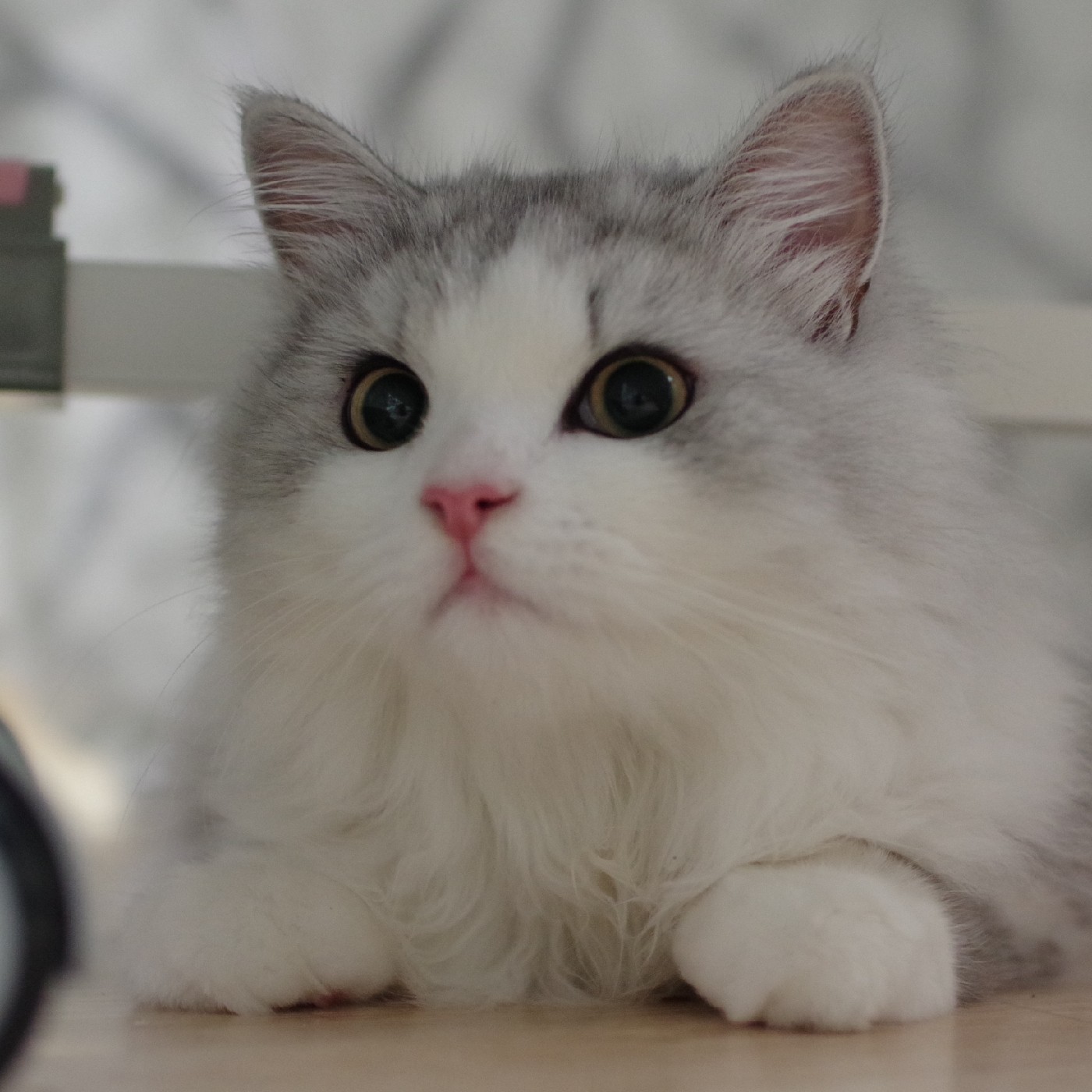 민지둥이 프로필