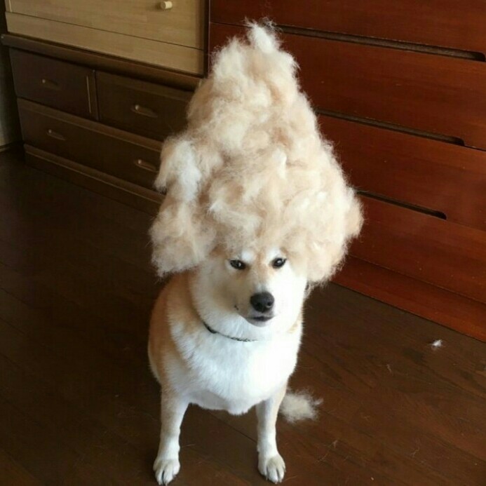 수줍은봐밥 프로필