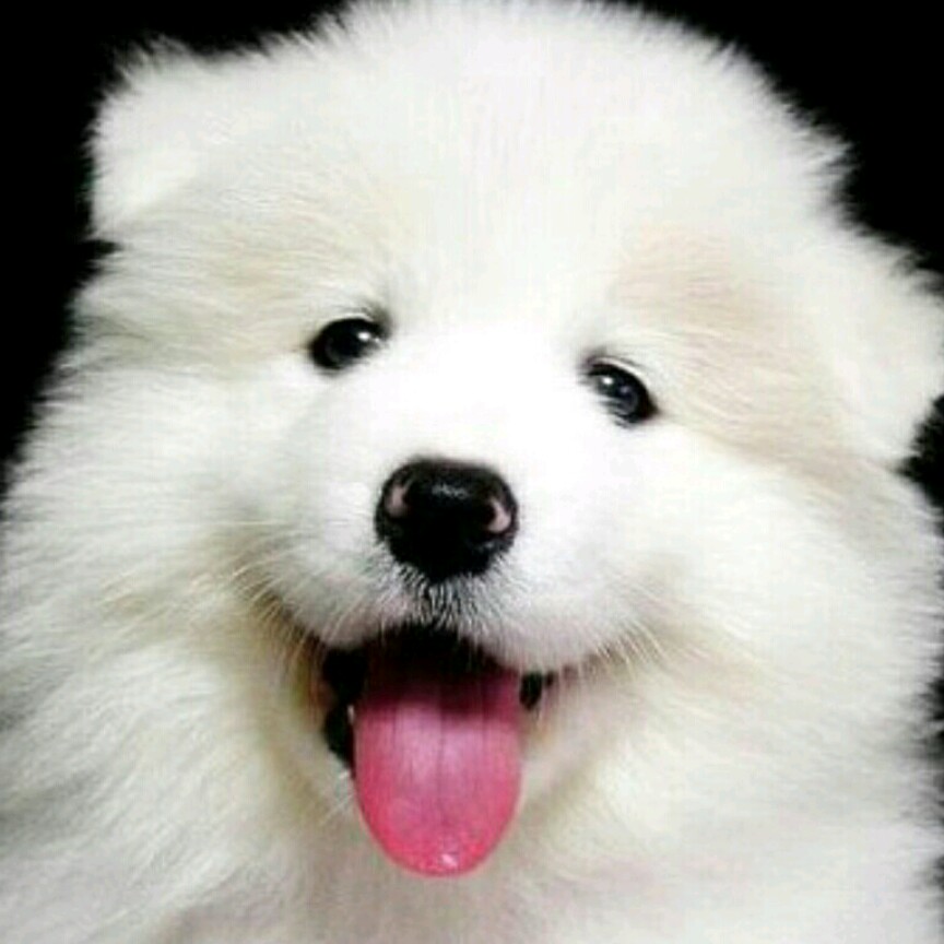 보동보동보동 프로필