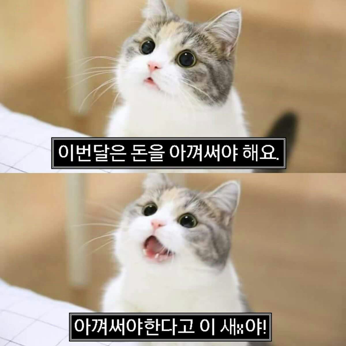한옳 프로필