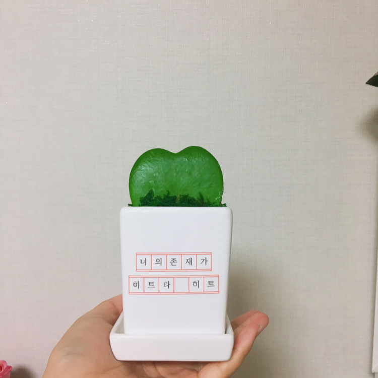 뚠뚜니아님 프로필