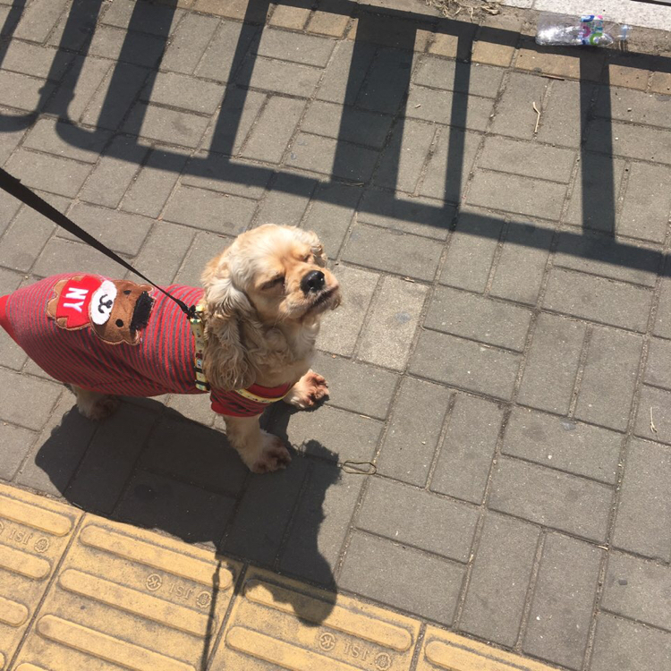 멍멍엄마 프로필