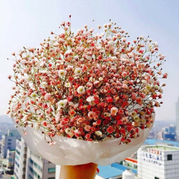 꽃처녀 프로필