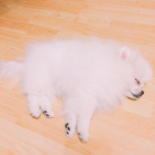 최나비 프로필