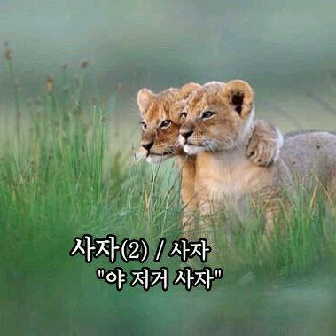 부처핸썸 프로필