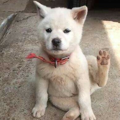 앙잉꽁 프로필