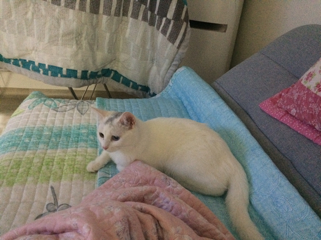 꽃사슴밤비 프로필