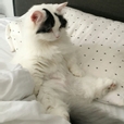 비쵸비