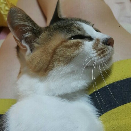 파라다 프로필