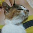 파라다