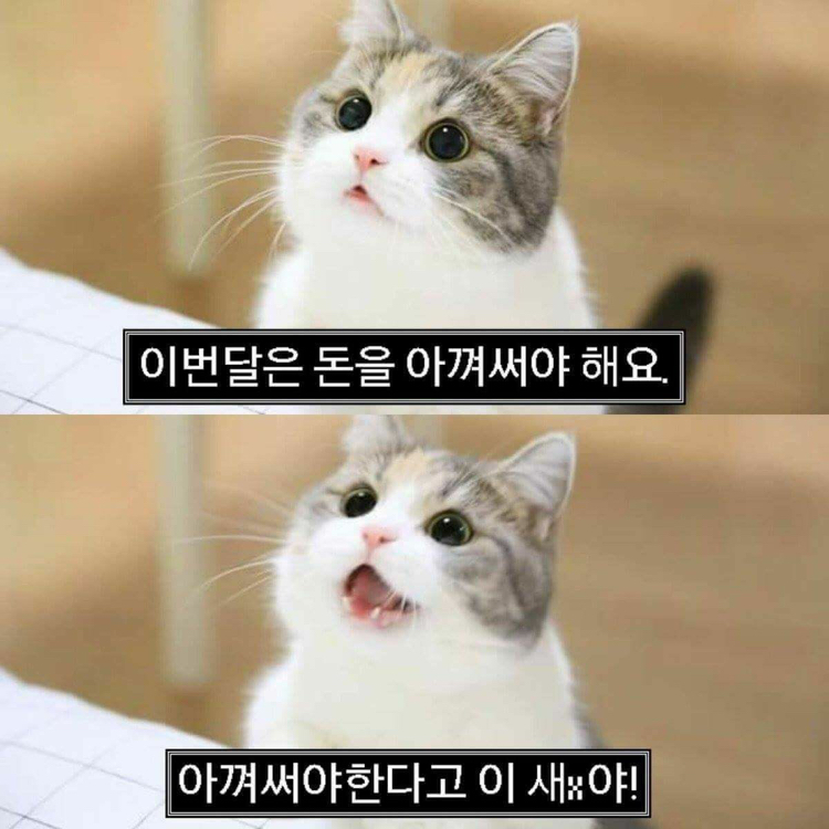 뎌로미야 프로필