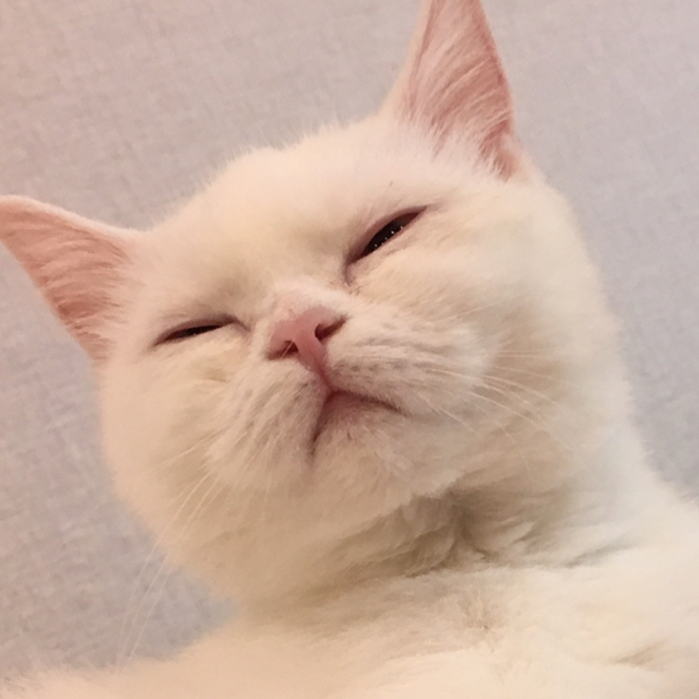ㅅㅈㄱ 프로필