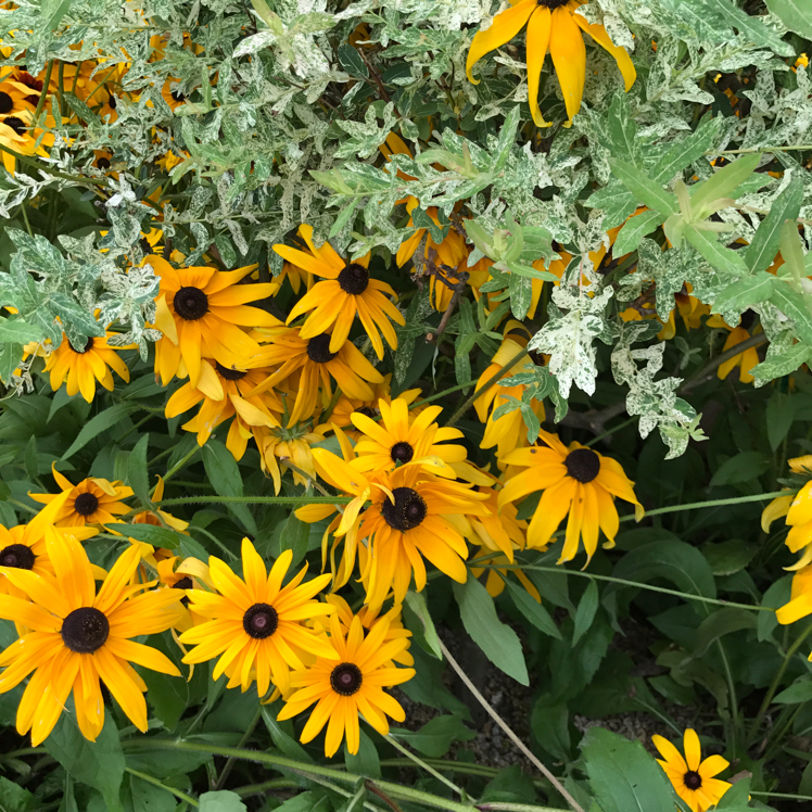 haeinn 프로필