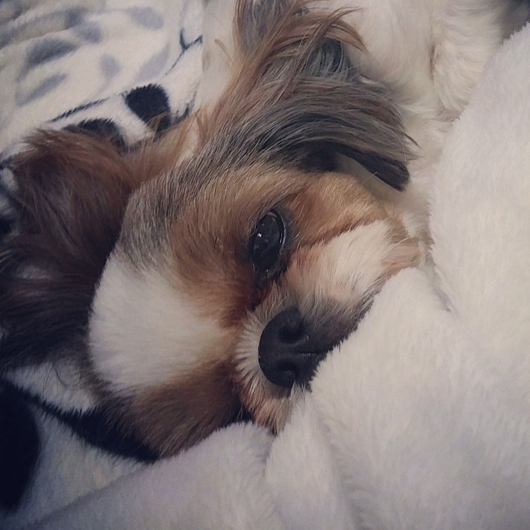 빵다 프로필