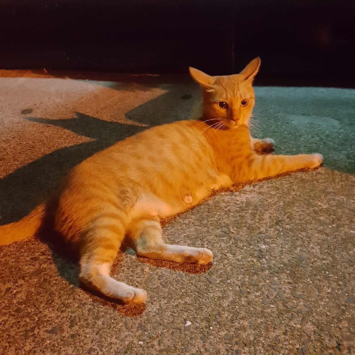 몰랑2 프로필