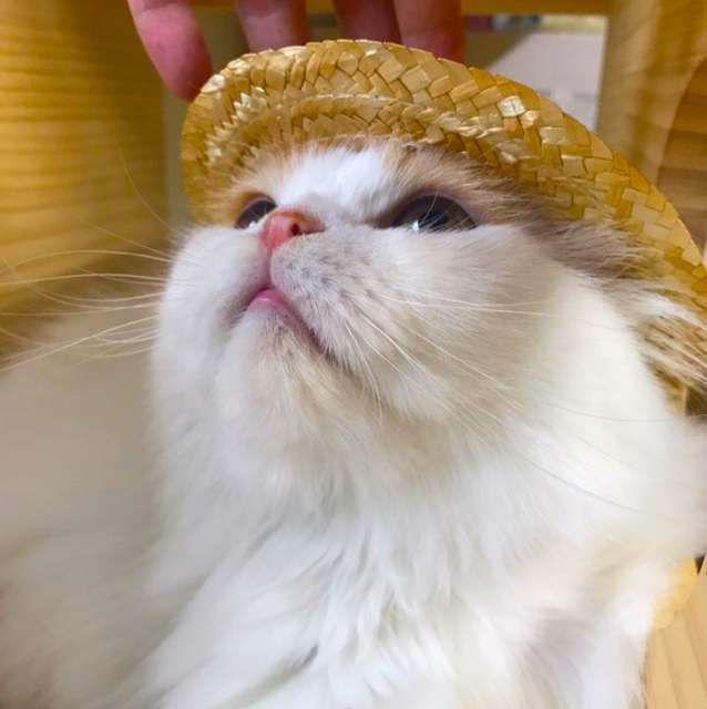 lang2 프로필
