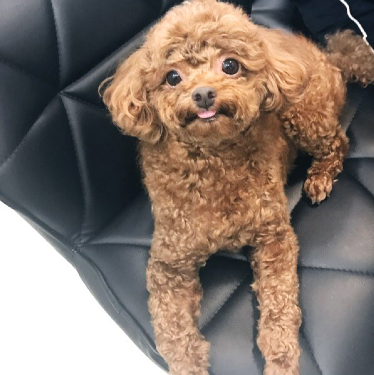 대장배꼽 프로필