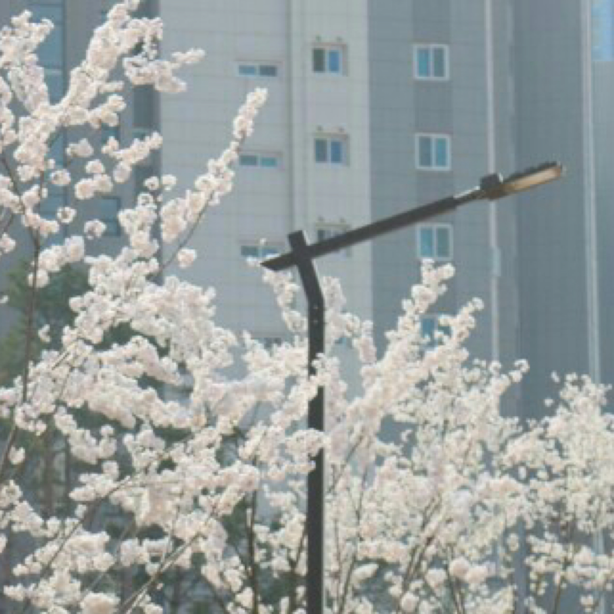 고디잉 프로필