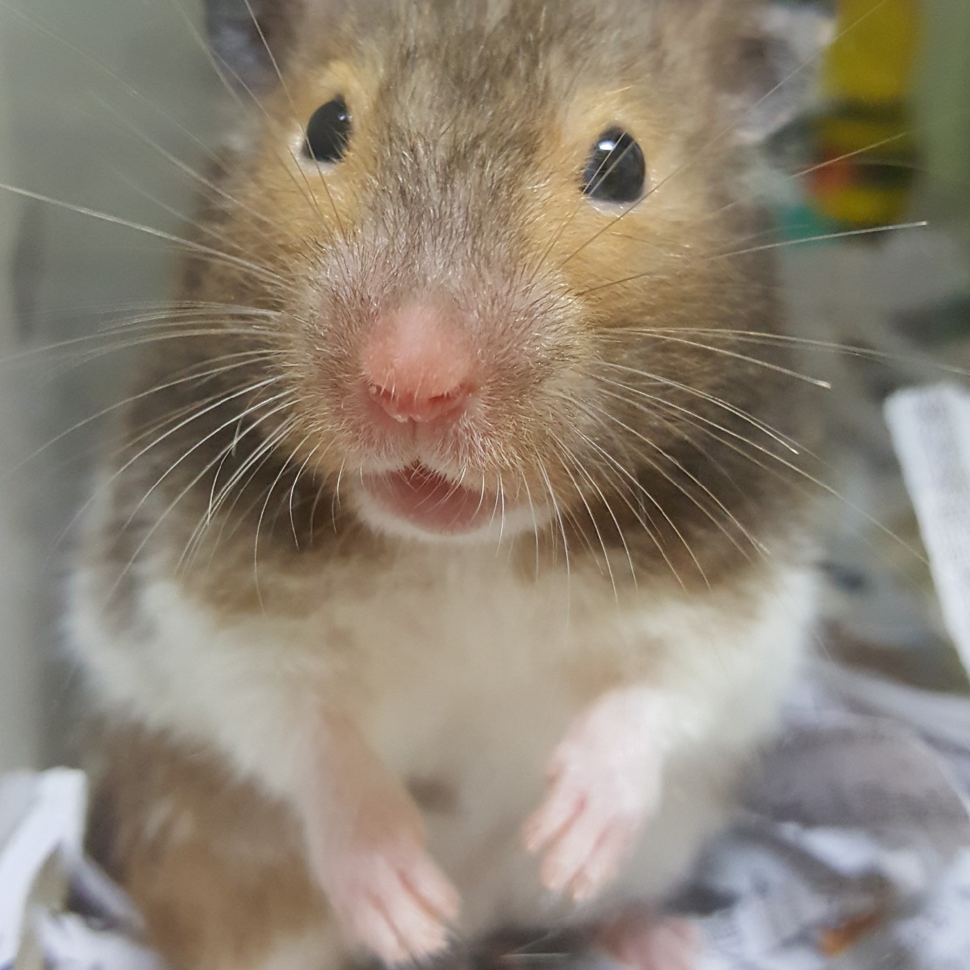 몽모 프로필