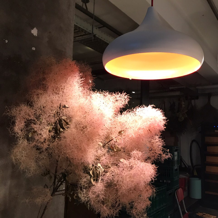 콩콩콩마이노 프로필
