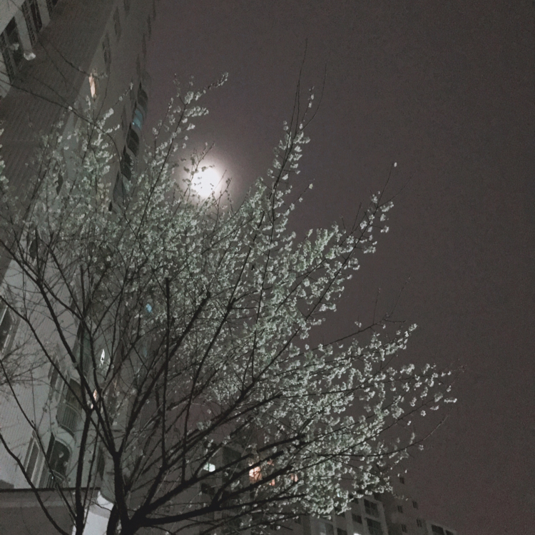 보리:) 프로필