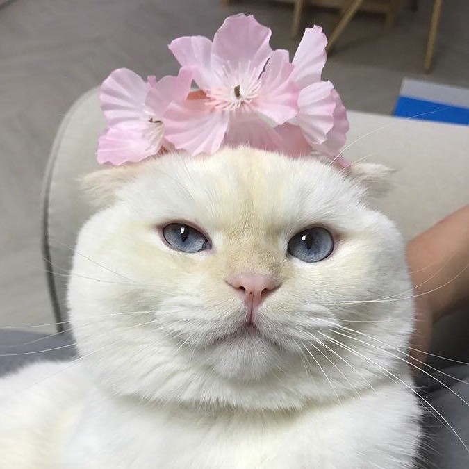 꿀쟈 프로필