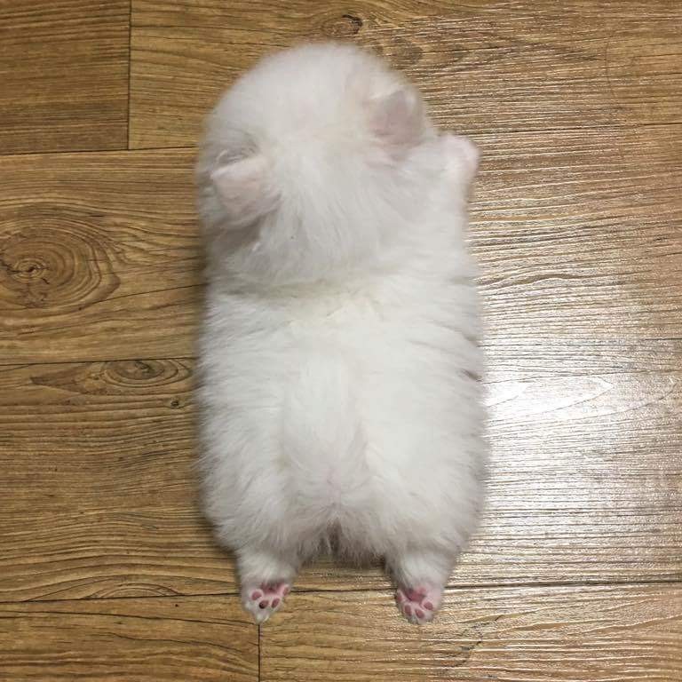 아당 프로필